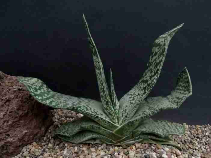 Gasteria disticha (Gran lengua de buey Karoo)