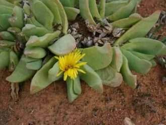 Glottiphyllum carnosum