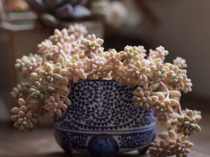 Graptopetalum mendozae