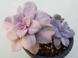 Graptopetalum superbum 'Variegatum' también conocido como Graptopetalum pentandrum subsp.  superbum 'Variegatum'
