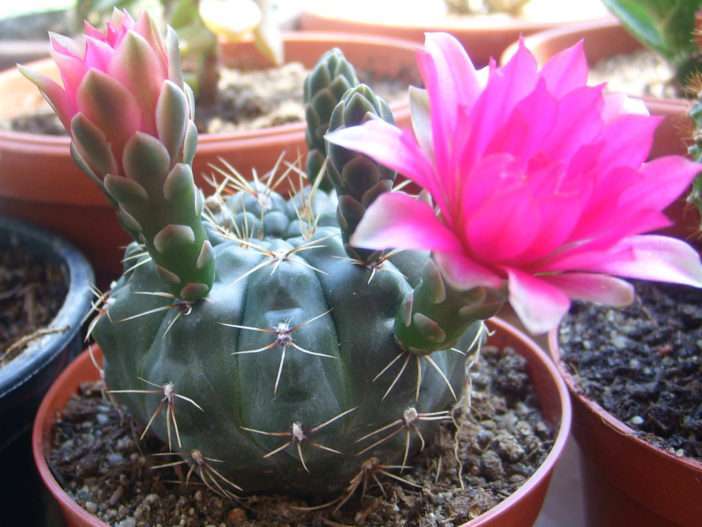 Gymnocalycium baldianum (cactus mentón enano)