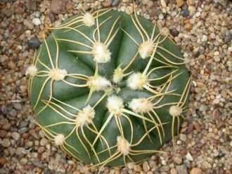 Gymnocalycium denudatum - Cactus araña