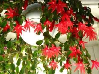 Hatiora gaertneri (Cactus de Pascua)