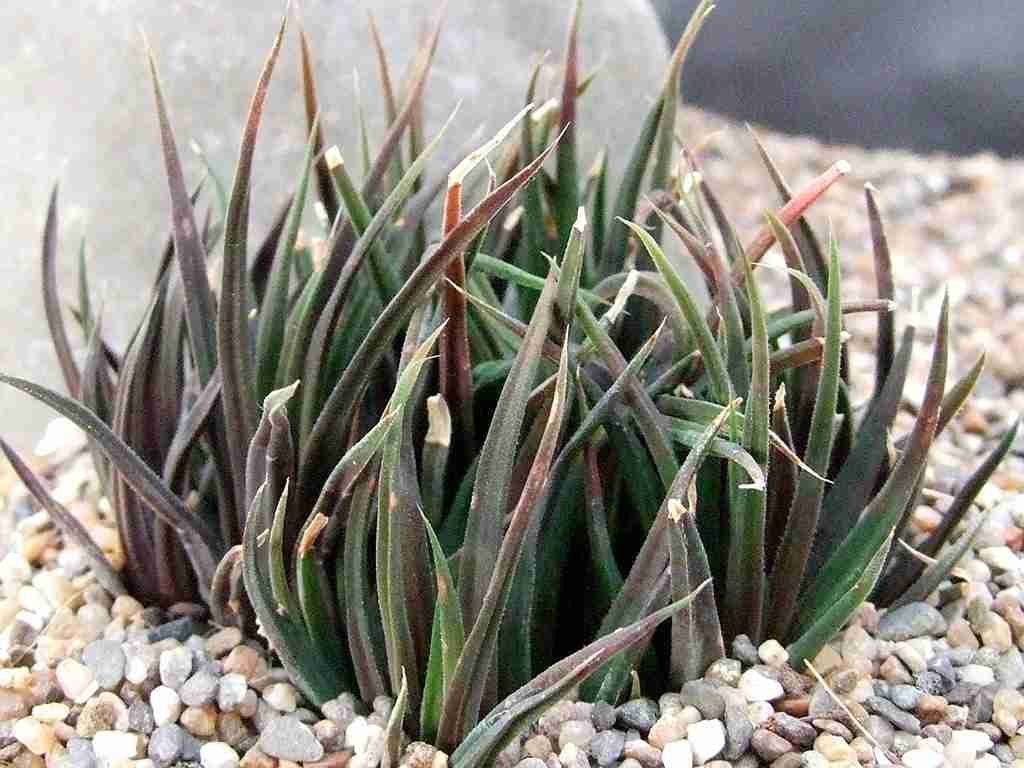 Haworthia angustifolia var.  alta