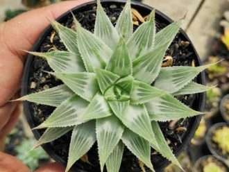 Haworthia magnifica var. acuminata 'Fantasma gris'