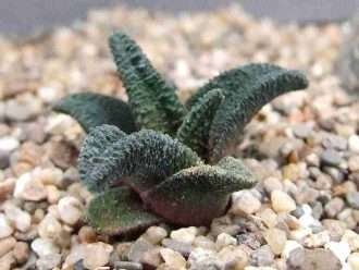 Haworthiopsis sordida var. lavranii también conocido como Haworthia sordida var. lavranii