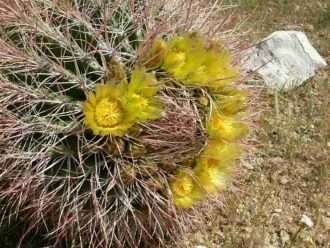 Ferocactus cylindraceus