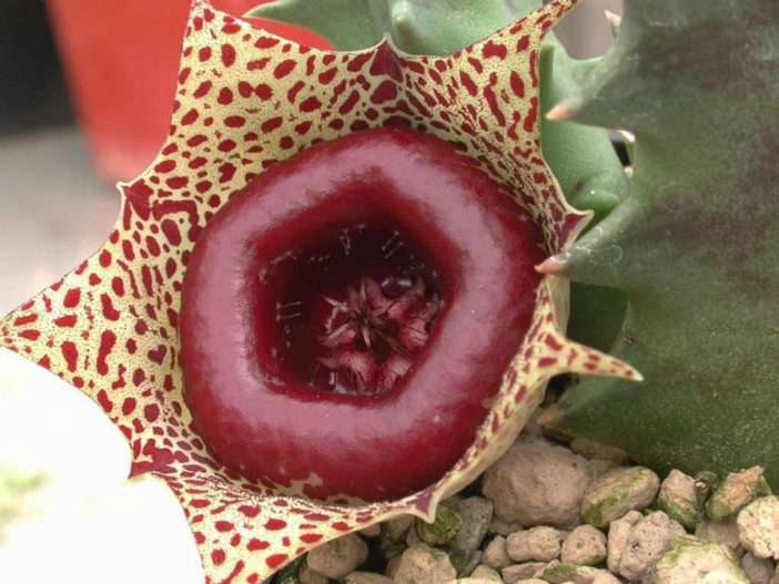 Huernia guttata subsp.  calitzdorpensis