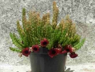 Huernia schneideriana (Flor de Dragón Rojo)
