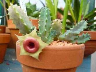 Huernia zebrina subsp. insigniflora (cactus salvavidas)