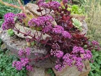 Hylotelephium 'Cherry Tart' también conocido como Sedum 'Cherry Tart'