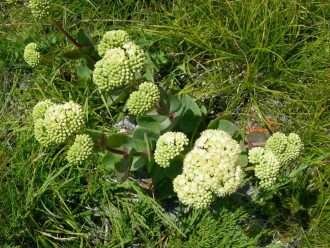 Hylotelephium caucasicum también conocido como Sedum caucasicum
