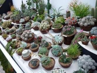 Cactus y Suculentas