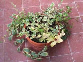 Kalanchoe manginii 'Variegata' también conocido como Bryophyllum manginii 'Variegata'
