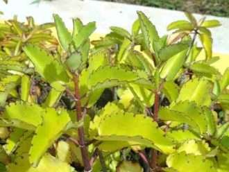 Kalanchoe pinnata - Campanas de la catedral de la hoja milagrosa