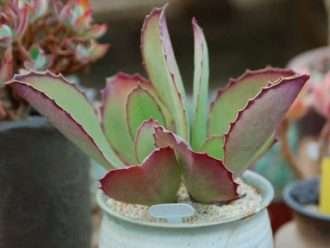 Kalanchoe synsepala (Kalanchoe andante)