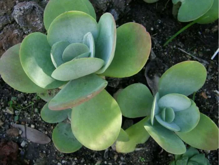 Kalanchoe thyrsiflora (Planta de paleta)