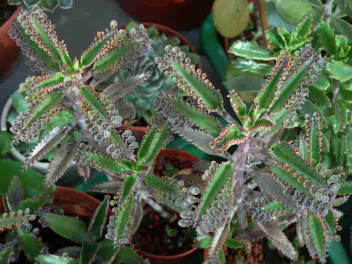 Kalanchoe × houghtonii (híbrido de Houghton)
