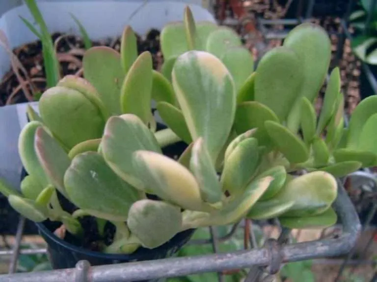 Kleinia petraea 'Variegata' (Jade arrastrado abigarrado) también conocido como Senecio jacobsenii 'Variegata'