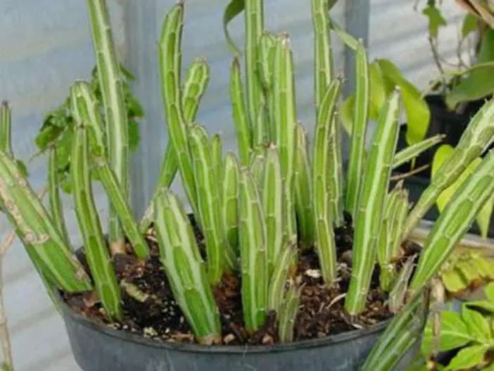 Kleinia stapeliiformis (planta de encurtidos) también conocida como Senecio stapeliiformis