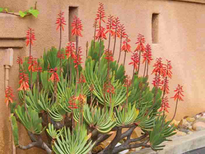 Kumara plicatilis (Fan Aloe) también conocido como Aloe plicatilis