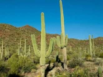 Leyenda de los cactos