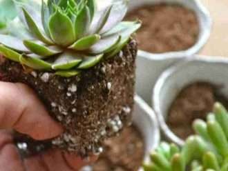 Mezcla de tierra para suculentas