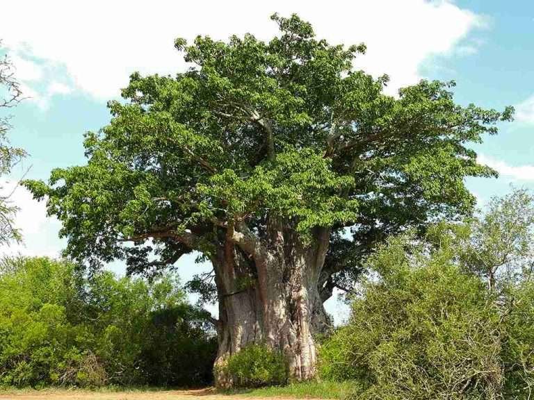 Baobab