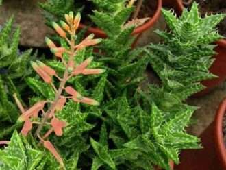 Suculentas de bajo mantenimiento (Aloe juvenna)