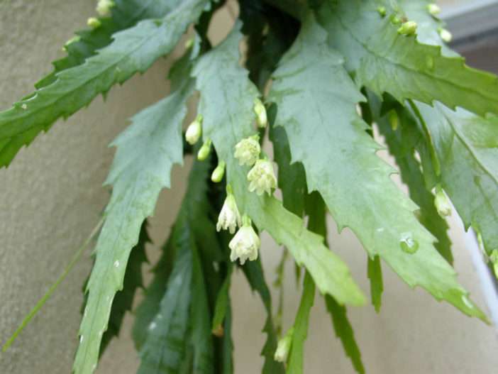 Lepismium houlletianum (cactus campanilla de invierno)