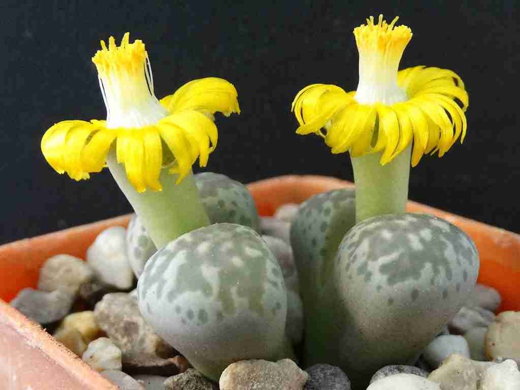 Lithops hermética