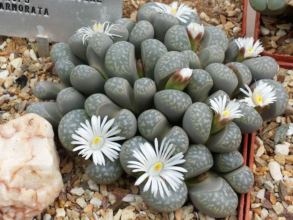 Lithops marmorata (piedras vivas)