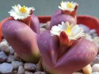 Lithops optica 'Rubra' (Piedras Vivas)
