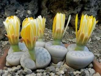 Lithops pseudotruncatella subesp. Volkii