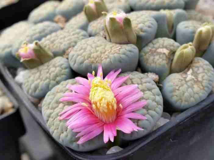 Lithops verruculosa 'Rosa de Texas' • Blog de Cactus 2023