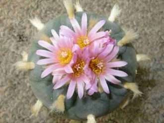 Lophophora fricii (falso peyote)