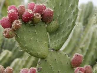 Lugar del nopal