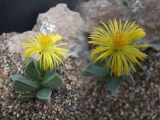 Machairophyllum brevifolium