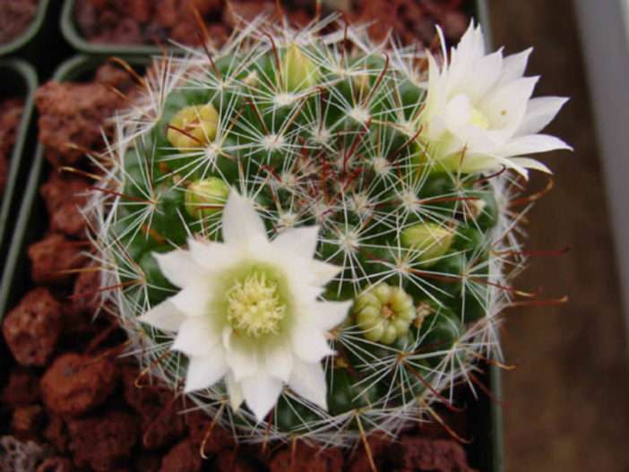 Mammillaria crinita (cactus alfiletero)