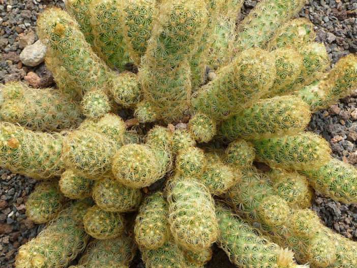 Mammillaria elongata (Cactus Ladyfinger)