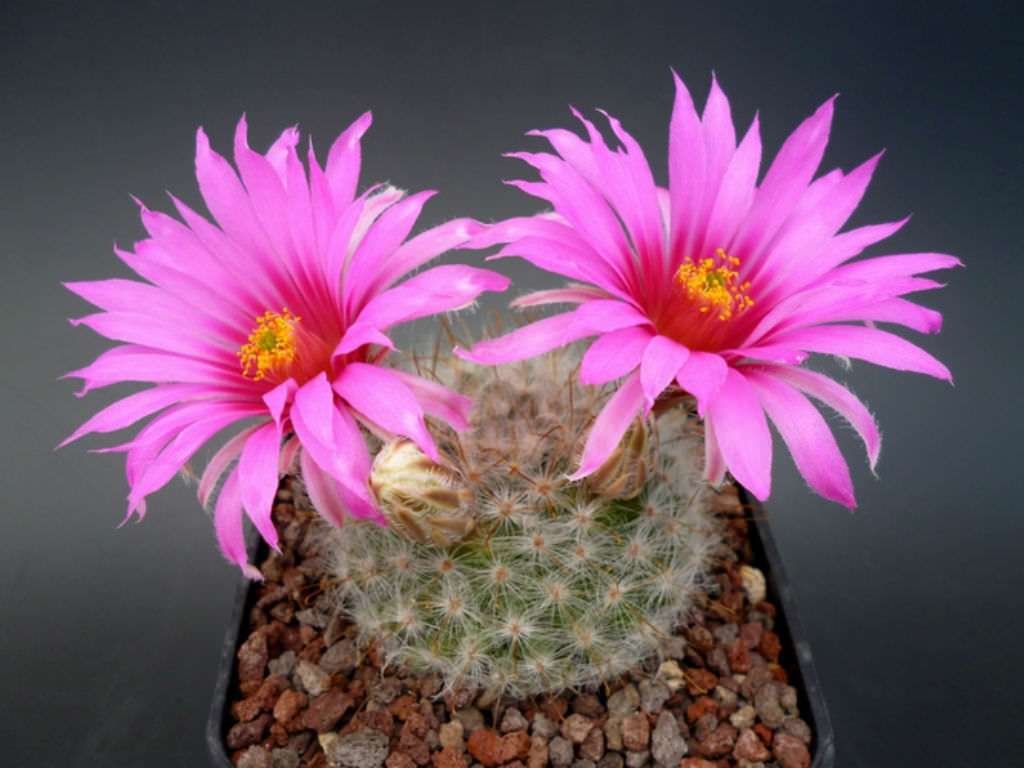 Mammillaria guelzowiana
