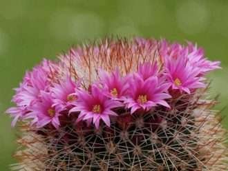 Mammillaria spinosissima (irlandés pelirrojo)