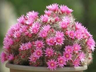 Mammillaria zeilmanniana (cactus rosa alfiletero)