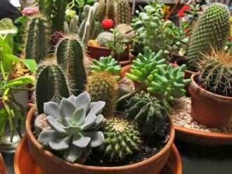 Plagas de cactus y suculentas