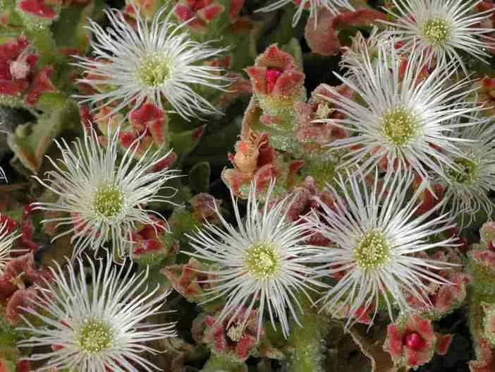 Mesembryanthemum crystallinum (Planta de hielo común)