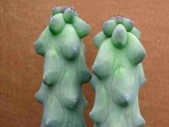 Myrtillocactus geometrizans 'Fukurokuryuzinboku' - Cactus de mama