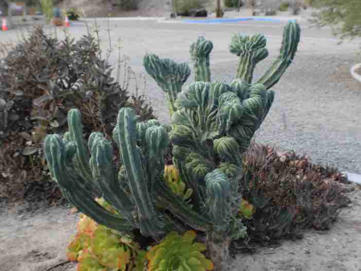 Myrtillocactus geometrizans f.  cristata (planta de espalda de dinosaurio)