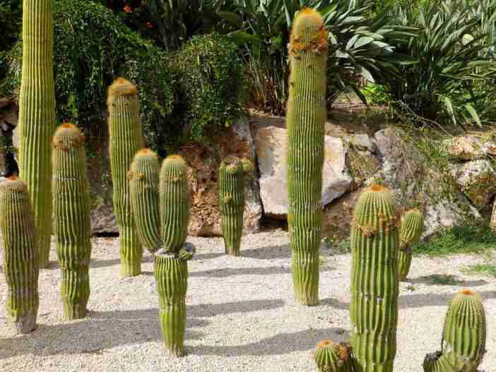 Neobuxbaumia polylopha (Cactus Cono)