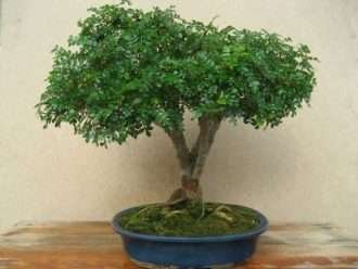 Operculicarya decaryi (Árbol elefante)