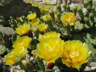 Opuntia humifusa (nopal oriental)